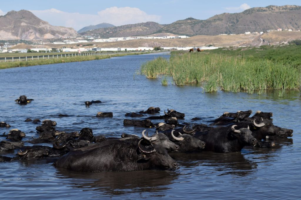 Avis Buffalo Grill Ballainvilliers : retours mitigés
